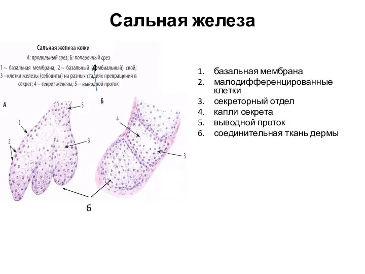 Сальная железа базальная мембрана малодифференцированные клетки секреторный отдел капли секрета выводной проток