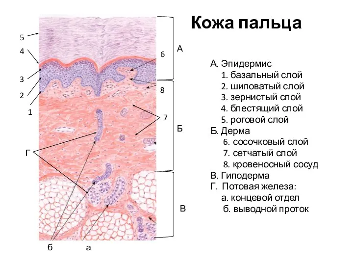 Кожа пальца А. Эпидермис 1. базальный слой 2. шиповатый слой 3. зернистый