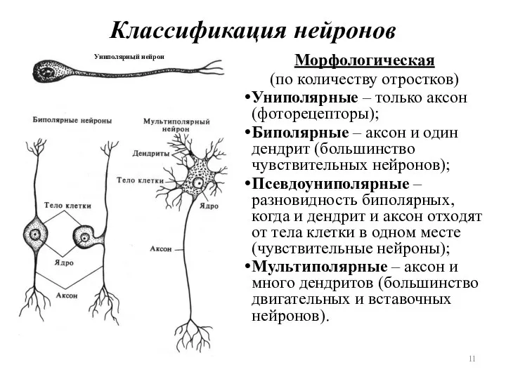 Классификация нейронов Морфологическая (по количеству отростков) Униполярные – только аксон (фоторецепторы); Биполярные