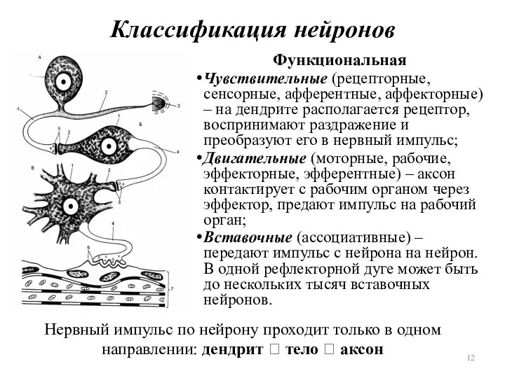 Классификация нейронов Функциональная Чувствительные (рецепторные, сенсорные, афферентные, аффекторные) – на дендрите располагается