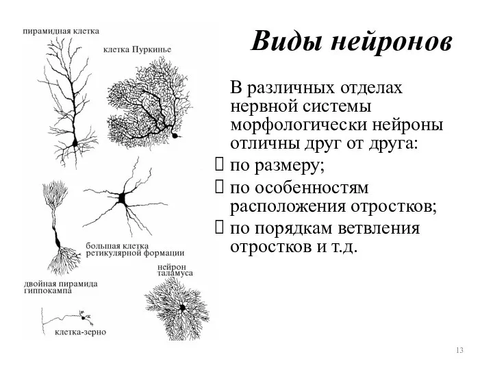 Виды нейронов В различных отделах нервной системы морфологически нейроны отличны друг от