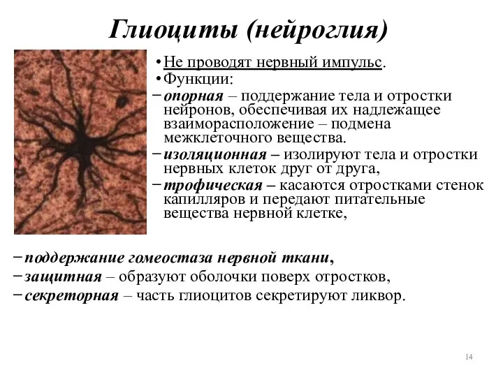 Глиоциты (нейроглия) Не проводят нервный импульс. Функции: опорная – поддержание тела и