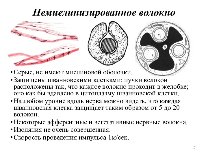 Немиелинизированное волокно Серые, не имеют миелиновой оболочки. Защищены шванновскими клетками: пучки волокон