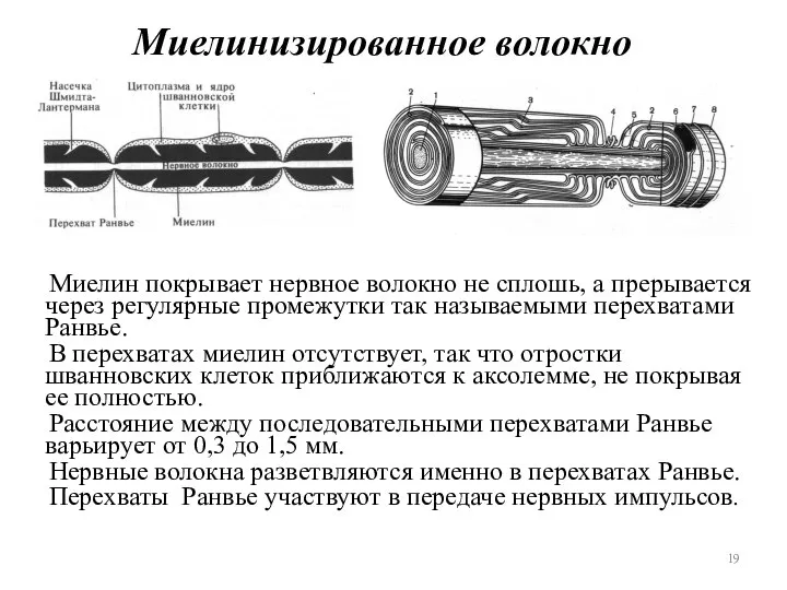 Миелинизированное волокно Миелин покрывает нервное волокно не сплошь, а прерывается через регулярные