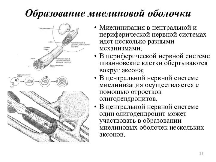 Образование миелиновой оболочки Миелинизация в центральной и периферической нервной системах идет несколько