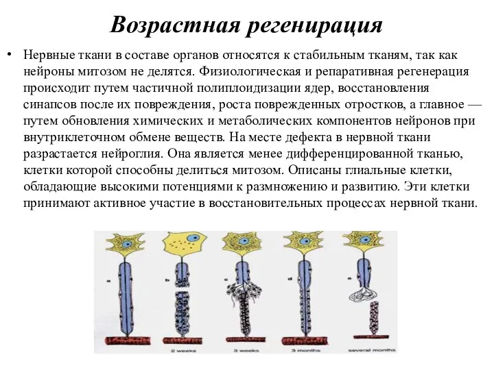 Возрастная регенирация Нервные ткани в составе органов относятся к стабильным тканям, так