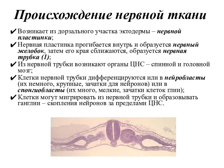 Происхождение нервной ткани Возникает из дорзального участка эктодермы – нервной пластинки; Нервная