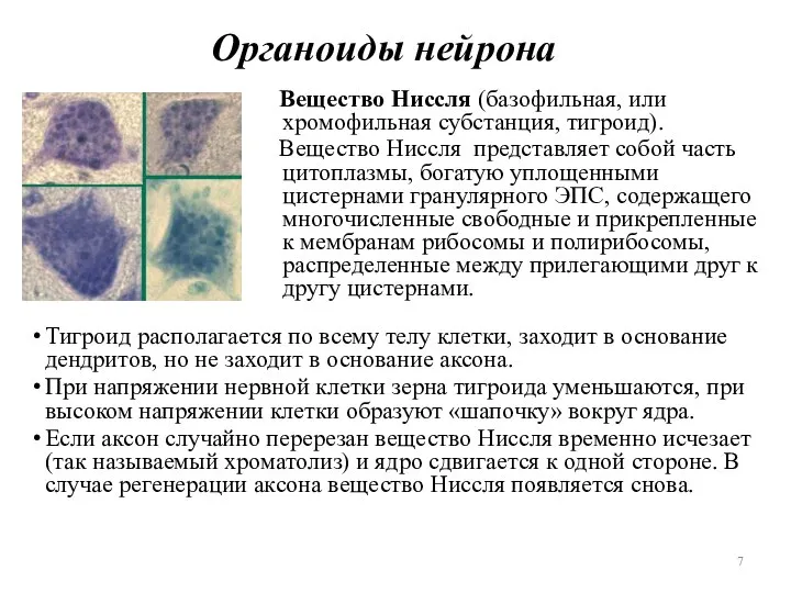 Органоиды нейрона Тигроид располагается по всему телу клетки, заходит в основание дендритов,