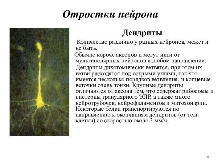 Отростки нейрона Дендриты Количество различно у разных нейронов, может и не быть.