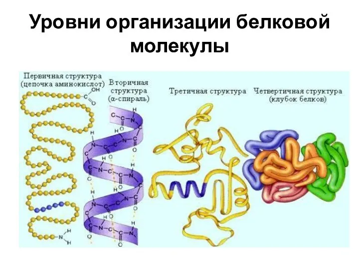 Уровни организации белковой молекулы