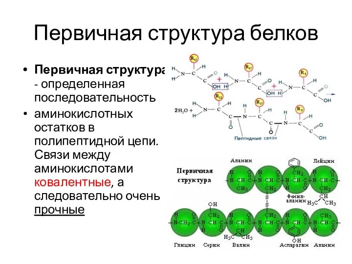 Первичная структура белков Первичная структура - определенная последовательность аминокислотных остатков в полипептидной