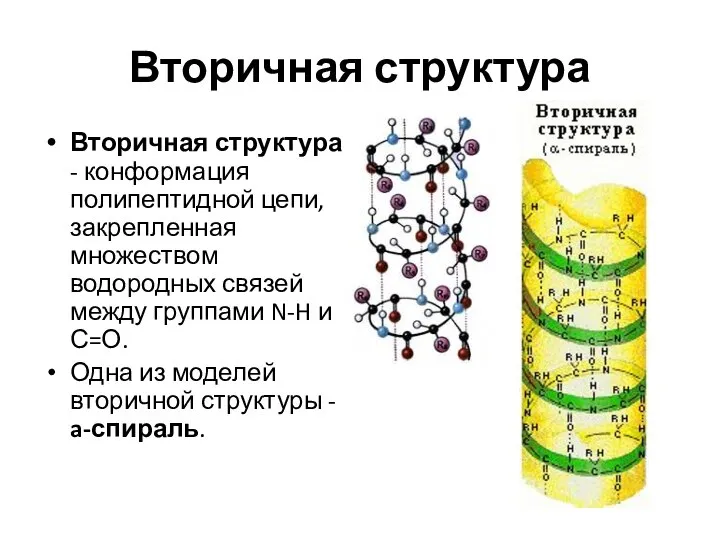 Вторичная структура Вторичная структура - конформация полипептидной цепи, закрепленная множеством водородных связей