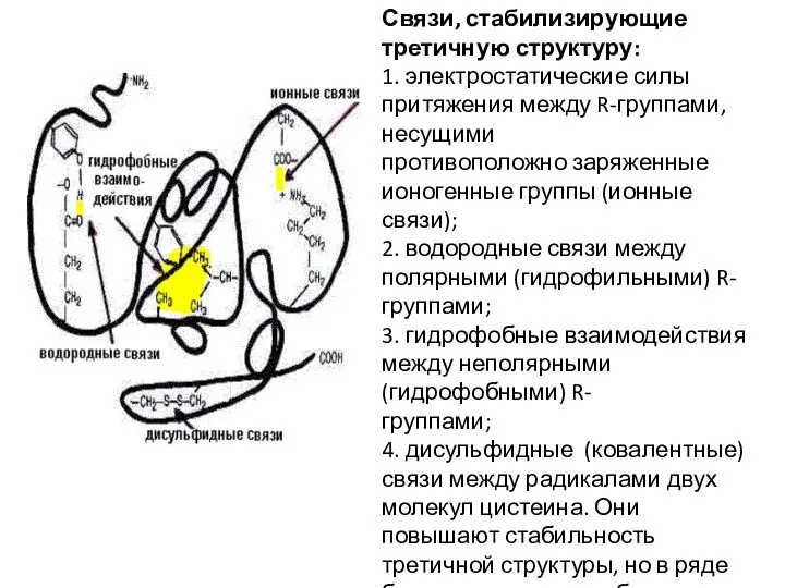 Связи, стабилизирующие третичную структуру: 1. электростатические силы притяжения между R-группами, несущими противоположно