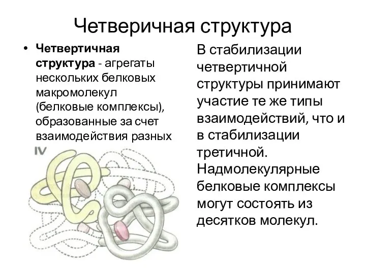 Четверичная структура Четвертичная структура - агрегаты нескольких белковых макромолекул (белковые комплексы), образованные