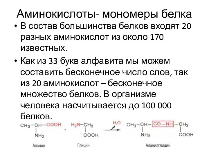 Аминокислоты- мономеры белка В состав большинства белков входят 20 разных аминокислот из