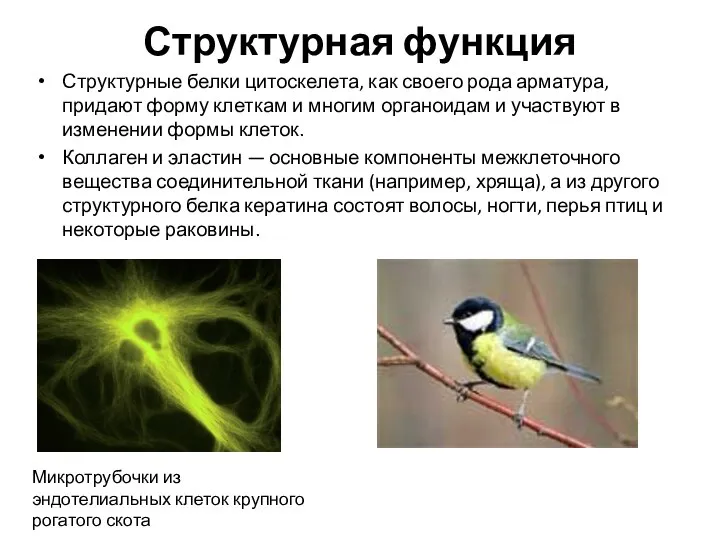 Структурная функция Структурные белки цитоскелета, как своего рода арматура, придают форму клеткам