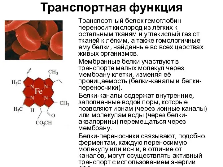 Транспортная функция Транспортный белок гемоглобин переносит кислород из лёгких к остальным тканям