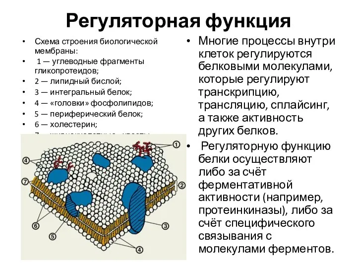 Регуляторная функция Схема строения биологической мембраны: 1 — углеводные фрагменты гликопротеидов; 2