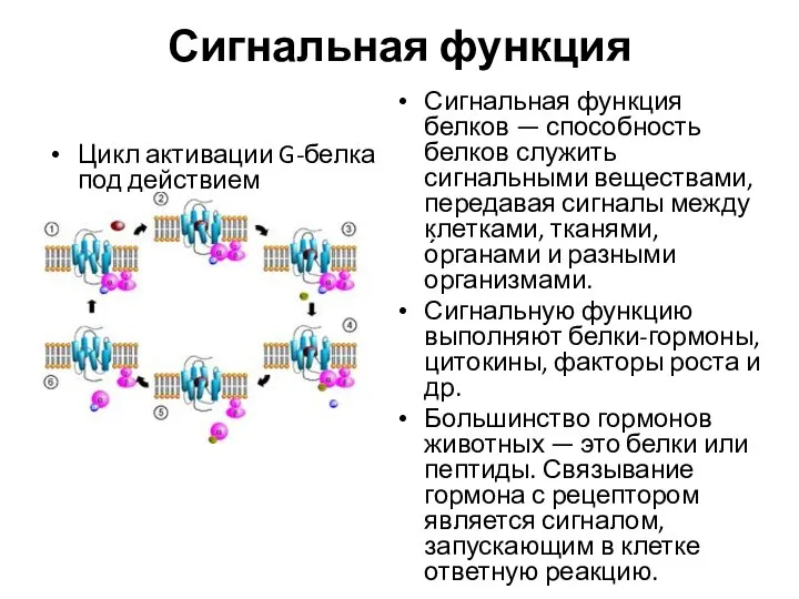 Сигнальная функция Цикл активации G-белка под действием рецептора. Сигнальная функция белков —