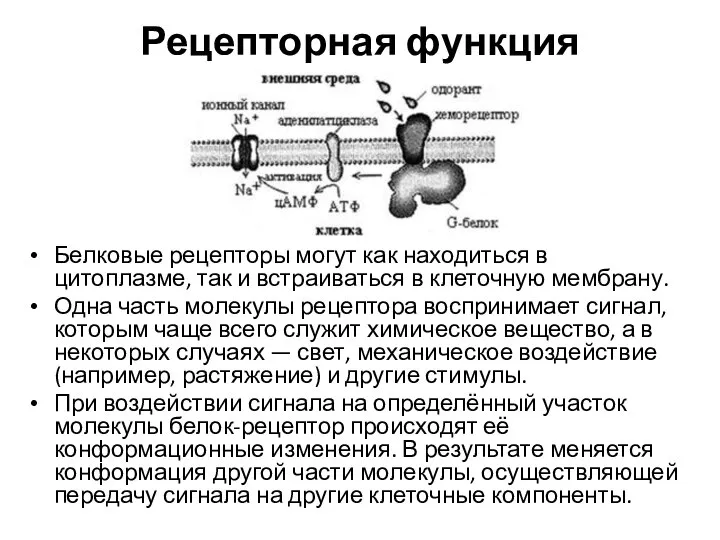 Рецепторная функция Белковые рецепторы могут как находиться в цитоплазме, так и встраиваться