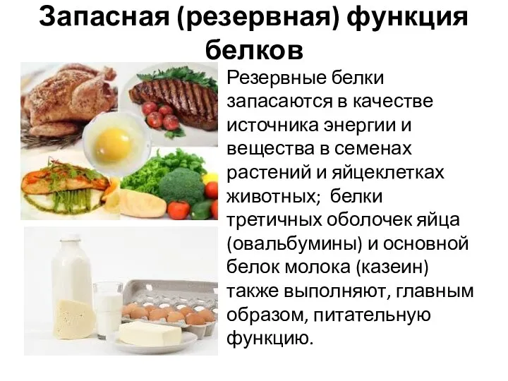 Запасная (резервная) функция белков Резервные белки запасаются в качестве источника энергии и