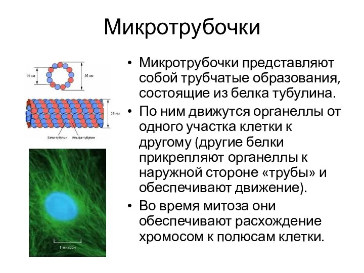 Микротрубочки Микротрубочки представляют собой трубчатые образования, состоящие из белка тубулина. По ним