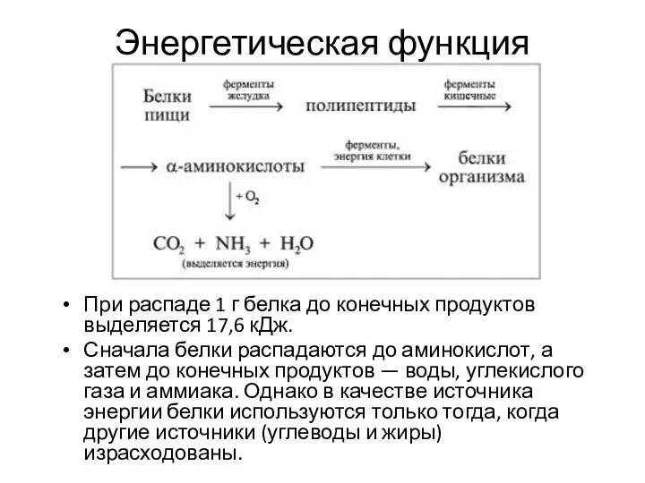 Энергетическая функция При распаде 1 г белка до конечных продуктов выделяется 17,6