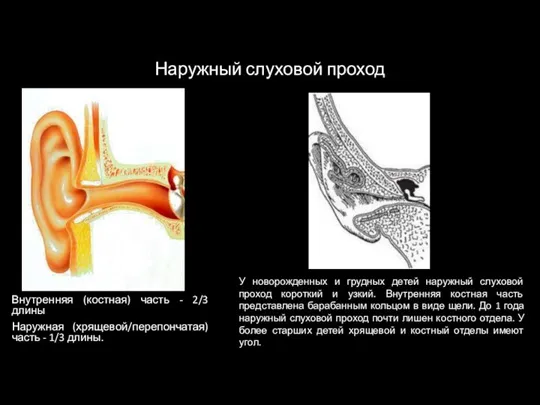 Наружный слуховой проход Внутренняя (костная) часть - 2/3 длины Наружная (хрящевой/перепончатая) часть