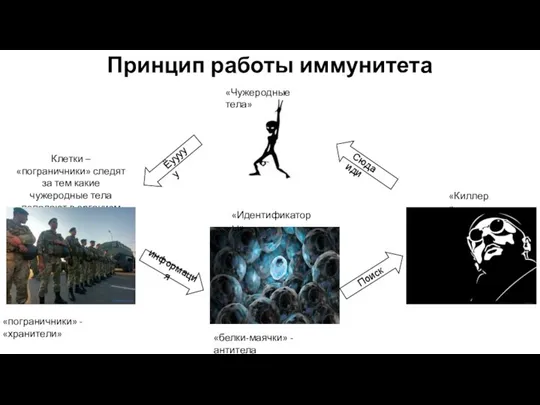 Принцип работы иммунитета Клетки – «пограничники» следят за тем какие чужеродные тела