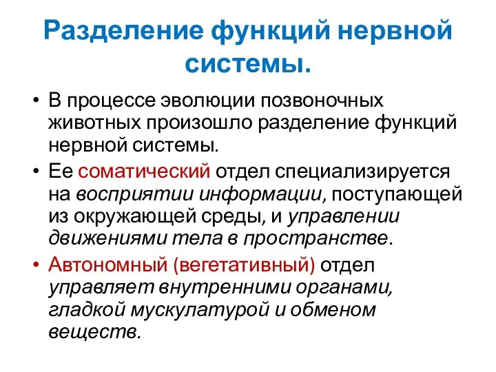 Разделение функций нервной системы. В процессе эволюции позвоночных животных произошло разделение функций