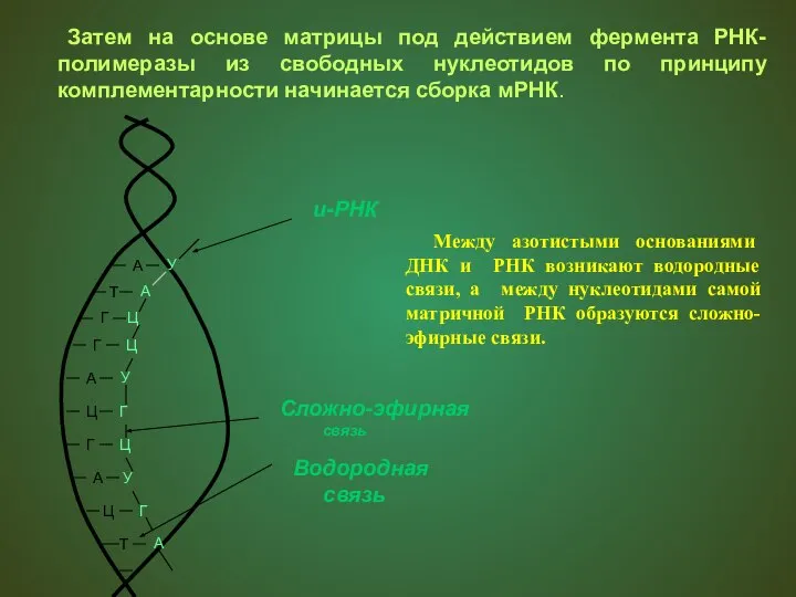 Затем на основе матрицы под действием фермента РНК-полимеразы из свободных нуклеотидов по