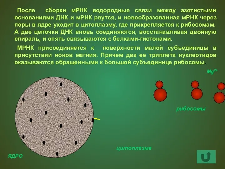 мРНК После сборки мРНК водородные связи между азотистыми основаниями ДНК и мРНК