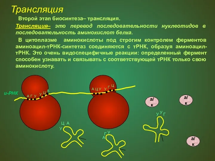 Трансляция Второй этап биосинтеза– трансляция. Трансляция– это перевод последовательности нуклеотидов в последовательность