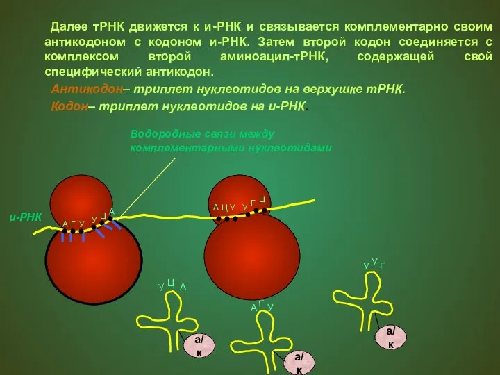Далее тРНК движется к и-РНК и связывается комплементарно своим антикодоном с кодоном
