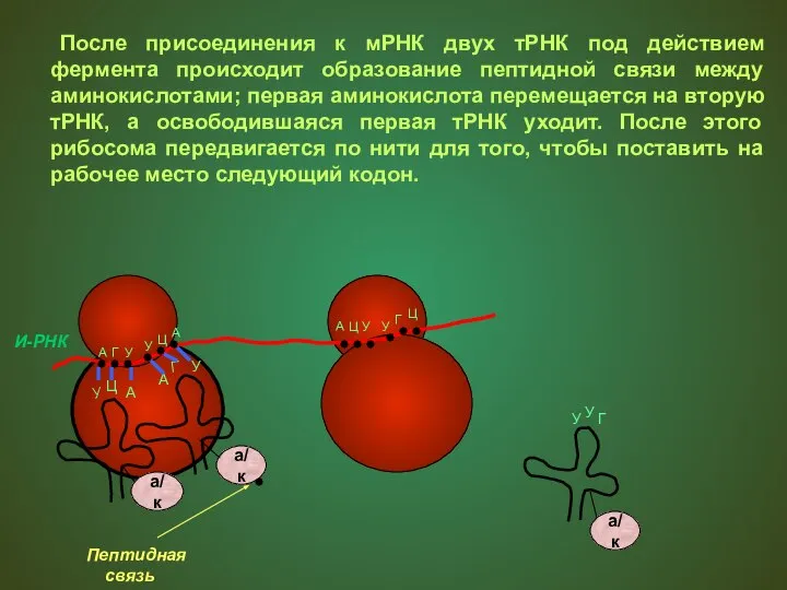 После присоединения к мРНК двух тРНК под действием фермента происходит образование пептидной