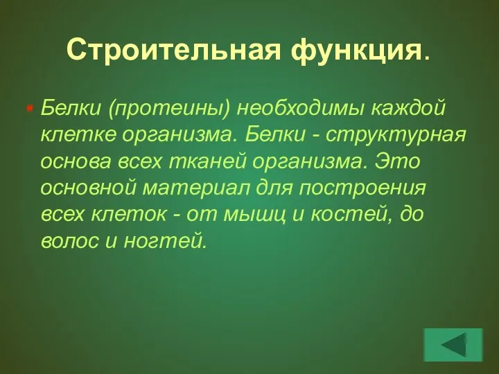 Строительная функция. Белки (протеины) необходимы каждой клетке организма. Белки - структурная основа