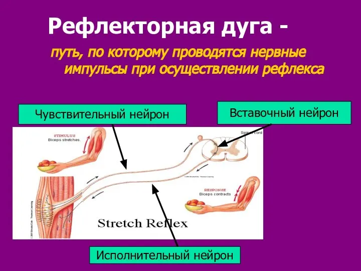 Рефлекторная дуга - путь, по которому проводятся нервные импульсы при осуществлении рефлекса