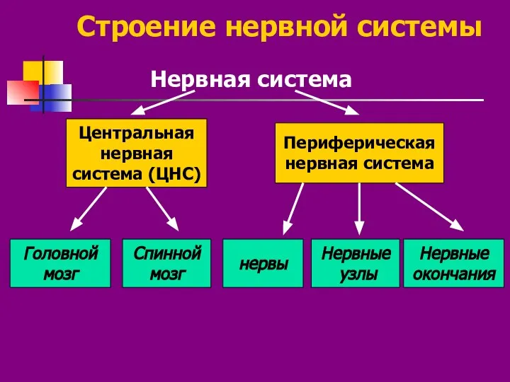 Строение нервной системы Нервная система Центральная нервная система (ЦНС) Периферическая нервная система