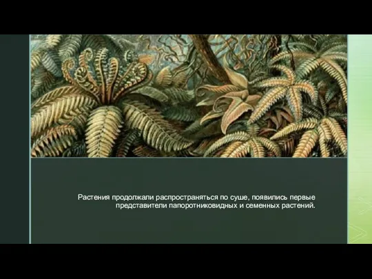 ◤ Растения продолжали распространяться по суше, появились первые представители папоротниковидных и семенных растений.