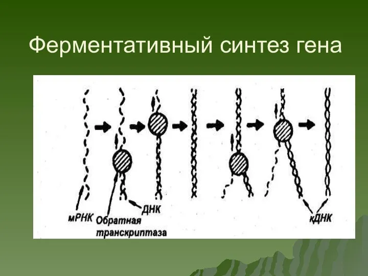 Ферментативный синтез гена