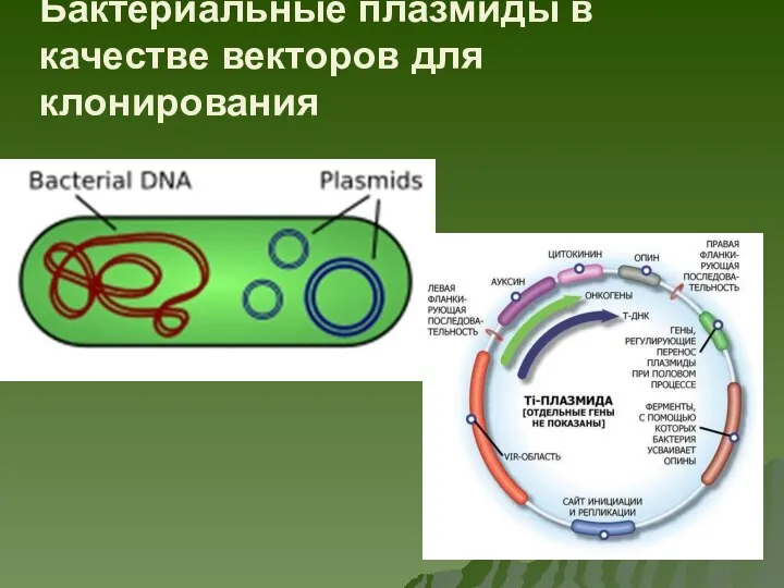Бактериальные плазмиды в качестве векторов для клонирования
