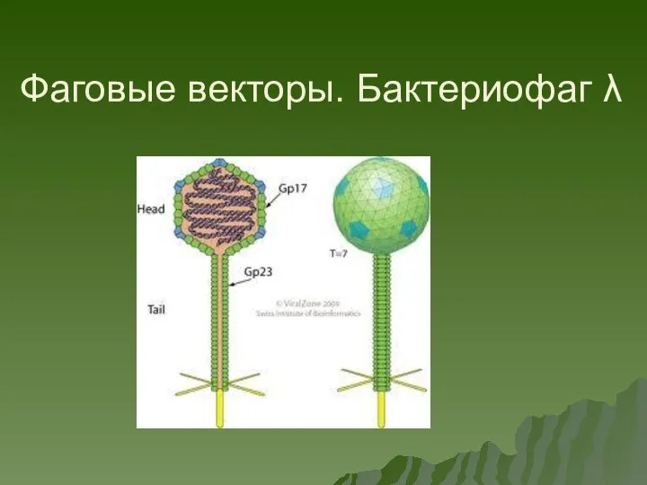 Фаговые векторы. Бактериофаг λ