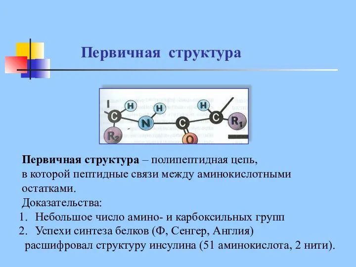 Первичная структура Первичная структура – полипептидная цепь, в которой пептидные связи между