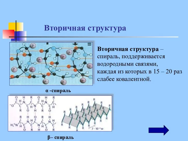 Вторичная структура – спираль, поддерживается водородными связями, каждая из которых в 15