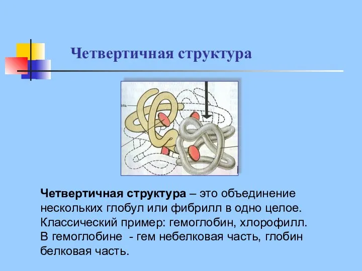 Четвертичная структура Четвертичная структура – это объединение нескольких глобул или фибрилл в