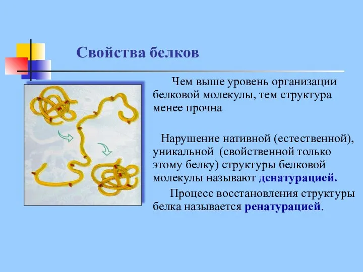 Свойства белков Чем выше уровень организации белковой молекулы, тем структура менее прочна