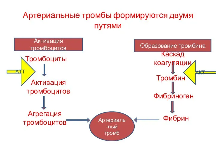 Артериальные тромбы формируются двумя путями Активация тромбоцитов Образование тромбина Тромбоциты Каскад коагуляции