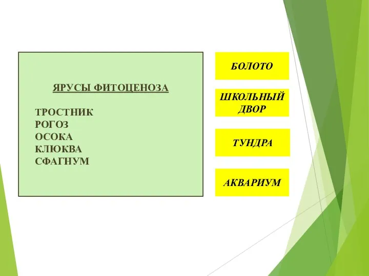 ТУНДРА АКВАРИУМ ШКОЛЬНЫЙ ДВОР БОЛОТО ЯРУСЫ ФИТОЦЕНОЗА ТРОСТНИК РОГОЗ ОСОКА КЛЮКВА СФАГНУМ