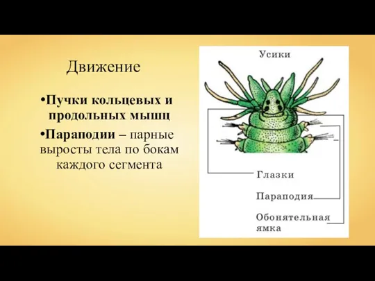 Движение Пучки кольцевых и продольных мышц Параподии – парные выросты тела по бокам каждого сегмента