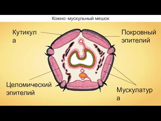 Кутикула Покровный эпителий Мускулатура Целомический эпителий Кожно-мускульный мешок